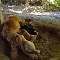 Tara, a female Goldendoodle for sale in Cameron, SC – Photo 5 of 5