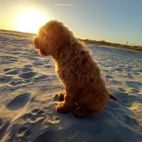Tara, a female Goldendoodle for sale in Cameron, SC – Photo 2 of 5