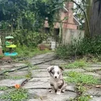 Woodland, a male Miniature Aussiedoodle for sale in Cameron, SC – Photo 5 of 5
