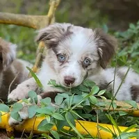 Woodland, a male Miniature Aussiedoodle for sale in Cameron, SC – Photo 1 of 5
