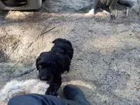 Kiki, a male Miniature Goldendoodle for sale in Cameron, SC – Photo 3 of 6