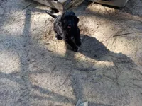 Kiki, a male Miniature Goldendoodle for sale in Cameron, SC – Photo 6 of 6