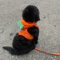 Kiki, a male Miniature Goldendoodle for sale in Cameron, SC – Photo 1 of 6