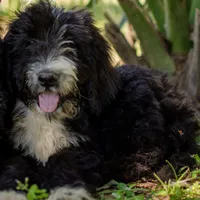 Kiki, a male Miniature Goldendoodle for sale in Cameron, SC – Photo 5 of 6