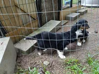 Piper, a male Aussiedoodle for sale in Cameron, SC – Photo 4 of 4