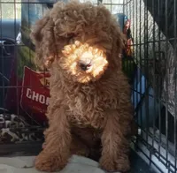 Dream, a female Goldendoodle for sale in Cameron, SC – Photo 3 of 4