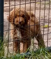 Dream, a female Goldendoodle for sale in Cameron, SC – Photo 1 of 4