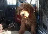 Dream, a female Goldendoodle for sale in Cameron, SC – Photo 4 of 4