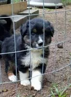 Piper, a male Aussiedoodle for sale in Cameron, SC – Photo 1 of 4