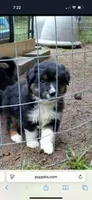 Piper, a male Aussiedoodle for sale in Cameron, SC – Photo 1 of 4