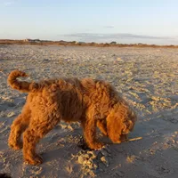 Georgia, a female Goldendoodle for sale in Cameron, SC – Photo 3 of 4