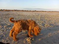 Georgia, a female Goldendoodle for sale in Cameron, SC – Photo 3 of 4