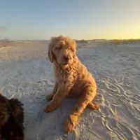 Georgia, a female Goldendoodle for sale in Cameron, SC – Photo 2 of 4