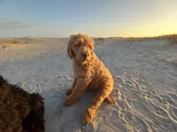 Georgia, a female Goldendoodle for sale in Cameron, SC – Photo 2 of 4