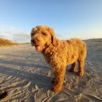Georgia, a female Goldendoodle for sale in Cameron, SC – Photo 1 of 4