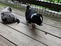 Piper, a female Miniature Aussiedoodle for sale in Cameron, SC – Photo 4 of 8