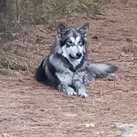 Alaya, a female German Shepherd Dog and Alaskan Husky for sale in Cameron, SC – Photo 1 of 6