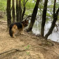Alaya, a female German Shepherd Dog and Alaskan Husky for sale in Cameron, SC – Photo 5 of 6