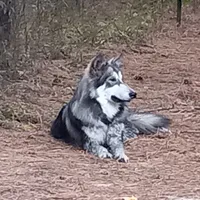 Alaya, a female German Shepherd Dog and Alaskan Husky for sale in Cameron, SC – Photo 2 of 6