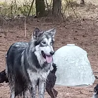 Alaya, a female German Shepherd Dog and Alaskan Husky for sale in Cameron, SC – Photo 3 of 6