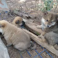 Alaya, a female German Shepherd Dog and Alaskan Husky for sale in Cameron, SC – Photo 6 of 6
