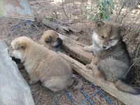 processed/c82af7d3-7f04-4d6e-b2c3-b4ea183ed2f7/listing/e3de602d-9bbd-4752-b017-fa3426c638c4/d205044b-920f-4e8e-9de4-c244b1c984dd