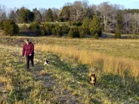 Lucky, a male Miniature Goldendoodle for sale in Cameron, SC – Photo 5 of 5