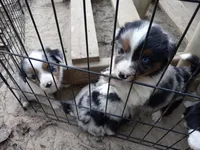 Lucky, a male Miniature Goldendoodle for sale in Cameron, SC – Photo 2 of 5