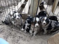 Lucky, a male Miniature Goldendoodle for sale in Cameron, SC – Photo 4 of 5