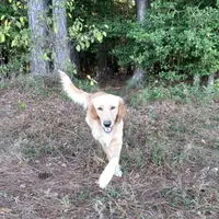 Marina, a female Golden Retriever for sale in Cameron, SC – Photo 4 of 6