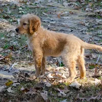 Marina, a female Golden Retriever for sale in Cameron, SC – Photo 1 of 6