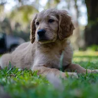 Marina, a female Golden Retriever for sale in Cameron, SC – Photo 3 of 6
