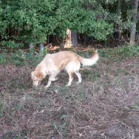 Marina, a female Golden Retriever for sale in Cameron, SC – Photo 5 of 6