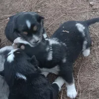 Camden, a male Border Collie and Miniature Aussiedoodle for sale in Cameron, SC – Photo 3 of 5