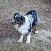 Camden, a male Border Collie and Miniature Aussiedoodle for sale in Cameron, SC – Photo 4 of 5