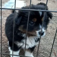 Camden, a male Border Collie and Miniature Aussiedoodle for sale in Cameron, SC – Photo 1 of 5