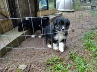 Milo, a male Miniature Aussiedoodle for sale in Cameron, SC – Photo 6 of 6