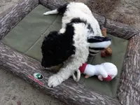 Zues, a male Goldendoodle for sale in Cameron, SC – Photo 5 of 6