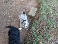 Buddy, a male Miniature Aussiedoodle for sale in Cameron, SC – Photo 5 of 6