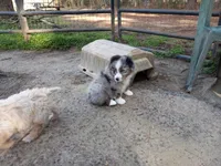 Buddy, a male Miniature Aussiedoodle for sale in Cameron, SC – Photo 6 of 6