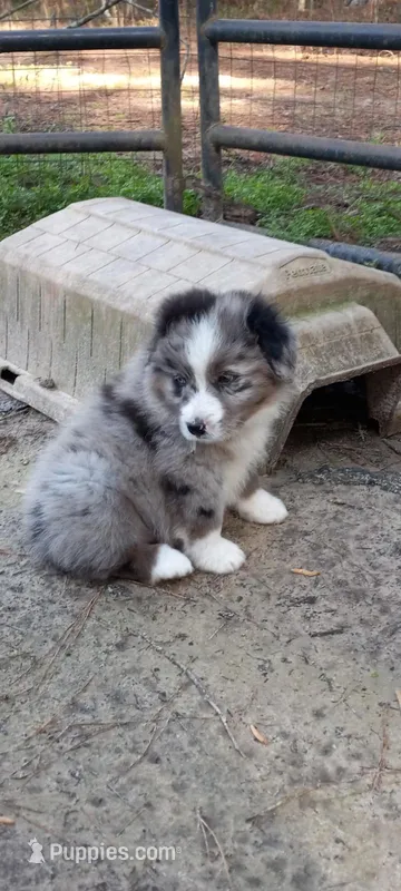 Buddy – Miniature Aussiedoodle puppy for sale in Cameron, SC