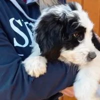 Sullivan, a male Goldendoodle for sale in Cameron, SC – Photo 3 of 5