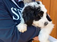 Stormy, a male Goldendoodle for sale in Cameron, SC – Photo 3 of 5