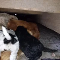 Sullivan, a male Goldendoodle for sale in Cameron, SC – Photo 5 of 5