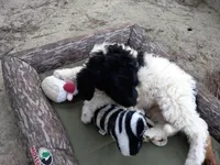 Zues, a male Goldendoodle for sale in Cameron, SC – Photo 3 of 6