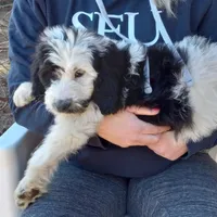 Sullivan, a male Goldendoodle for sale in Cameron, SC – Photo 1 of 5