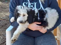 Stormy, a male Goldendoodle for sale in Cameron, SC – Photo 1 of 5