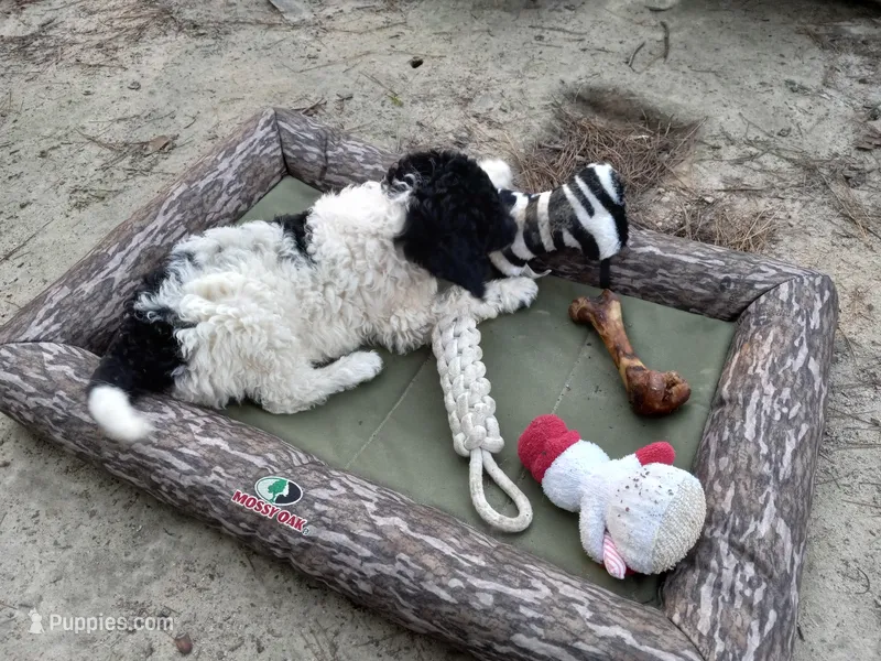 Buddy – Goldendoodle puppy for sale in Cameron, SC