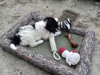 Zues, a male Goldendoodle for sale in Cameron, SC – Photo 4 of 6