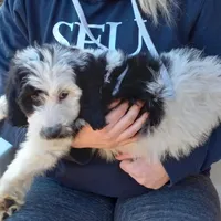Sullivan, a male Goldendoodle for sale in Cameron, SC – Photo 4 of 5